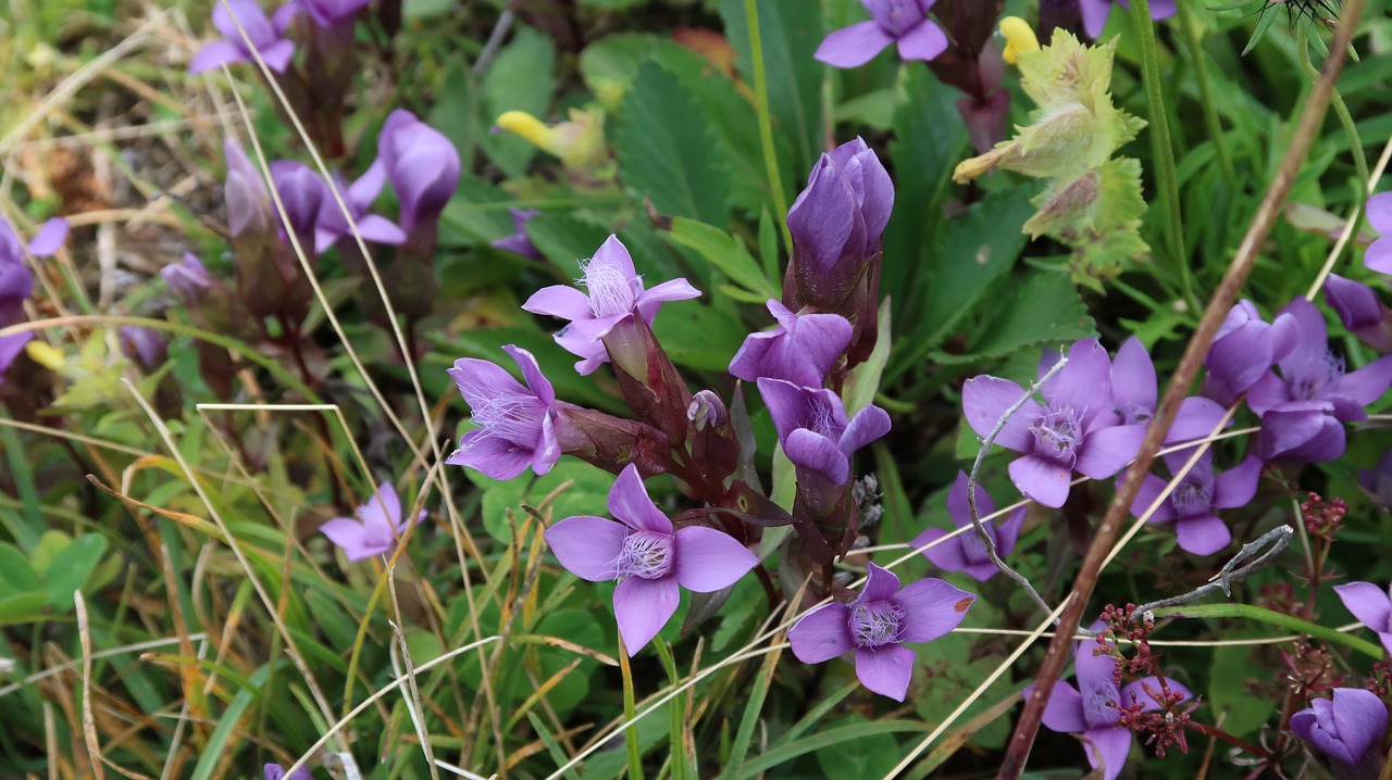 Gėlės, Suisse, Rochers-De-Naye, Nemokamos Nuotraukos,  Nemokama Licenzija