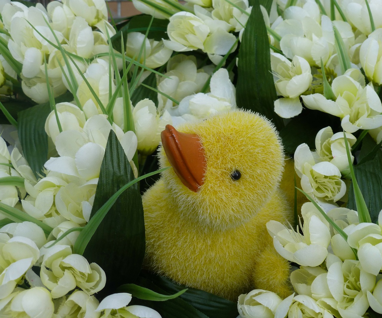 Gėlės, Ducky, Pavasaris, Nemokamos Nuotraukos,  Nemokama Licenzija