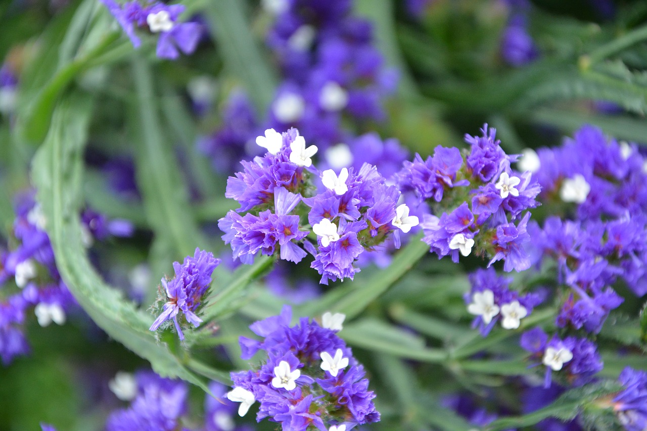 Gėlės, Violetinė, Balta Gamta, Sodas, Masyvas, Parterre, Flora, Botanikos Sodas, Nemokamos Nuotraukos,  Nemokama Licenzija