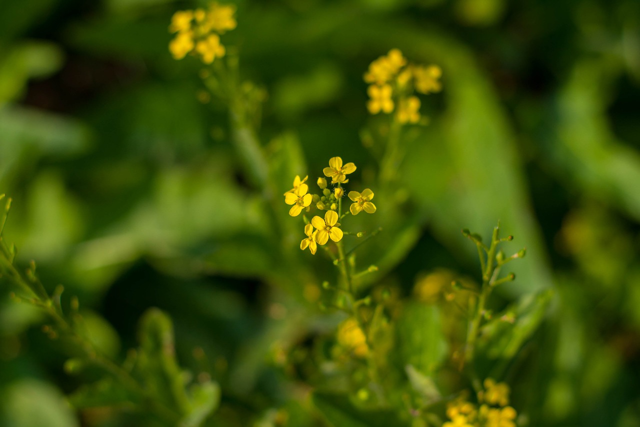 Gėlės, Buttercups, Žolė, Nemokamos Nuotraukos,  Nemokama Licenzija