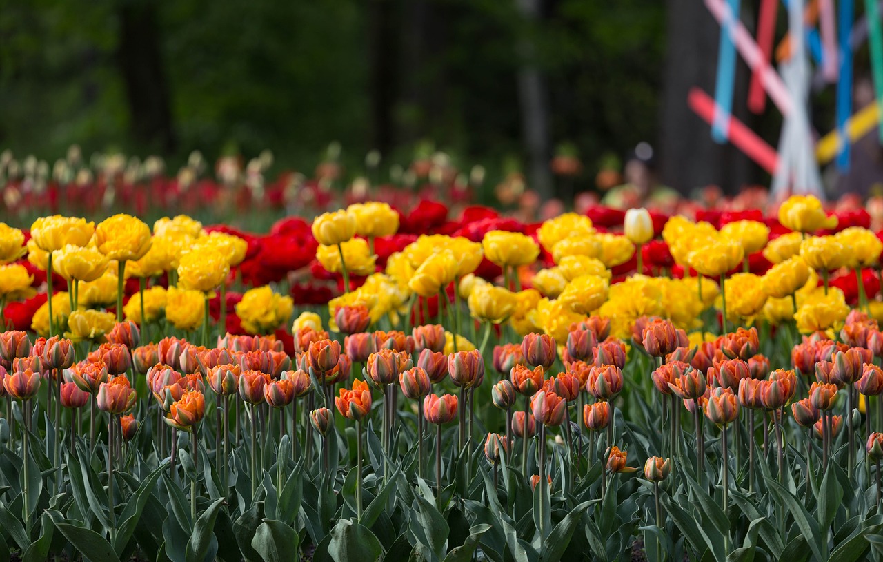 Gėlės, Tulpės, Festivalis, Sankt Peterburgas, Rusija, Grožis, Geltona, Pavasaris, Dvigubas Tulpis, Gražiai