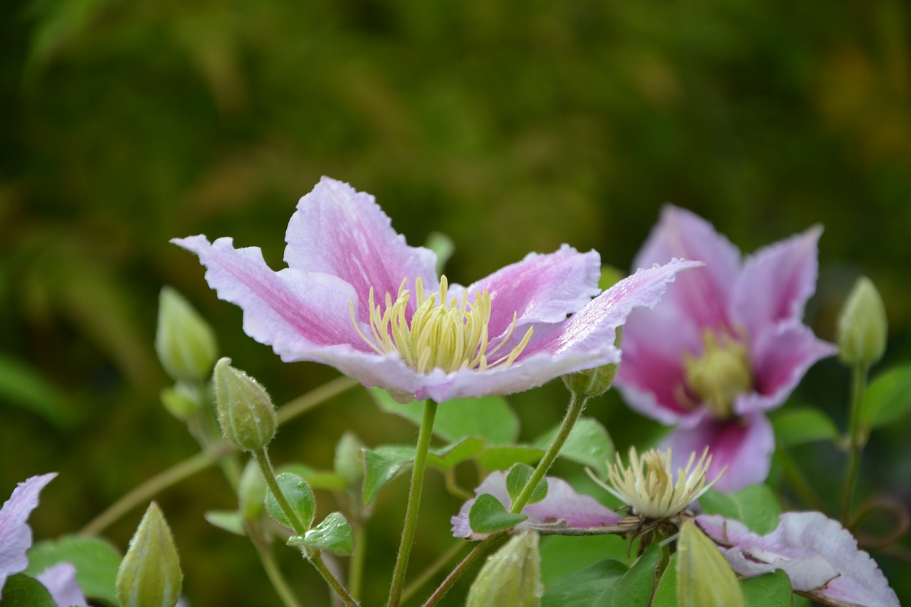 Gėlės, Clematis, Gamta, Gėlių Vynuogių, Rožinis, Sodas, Augalas, Nemokamos Nuotraukos,  Nemokama Licenzija