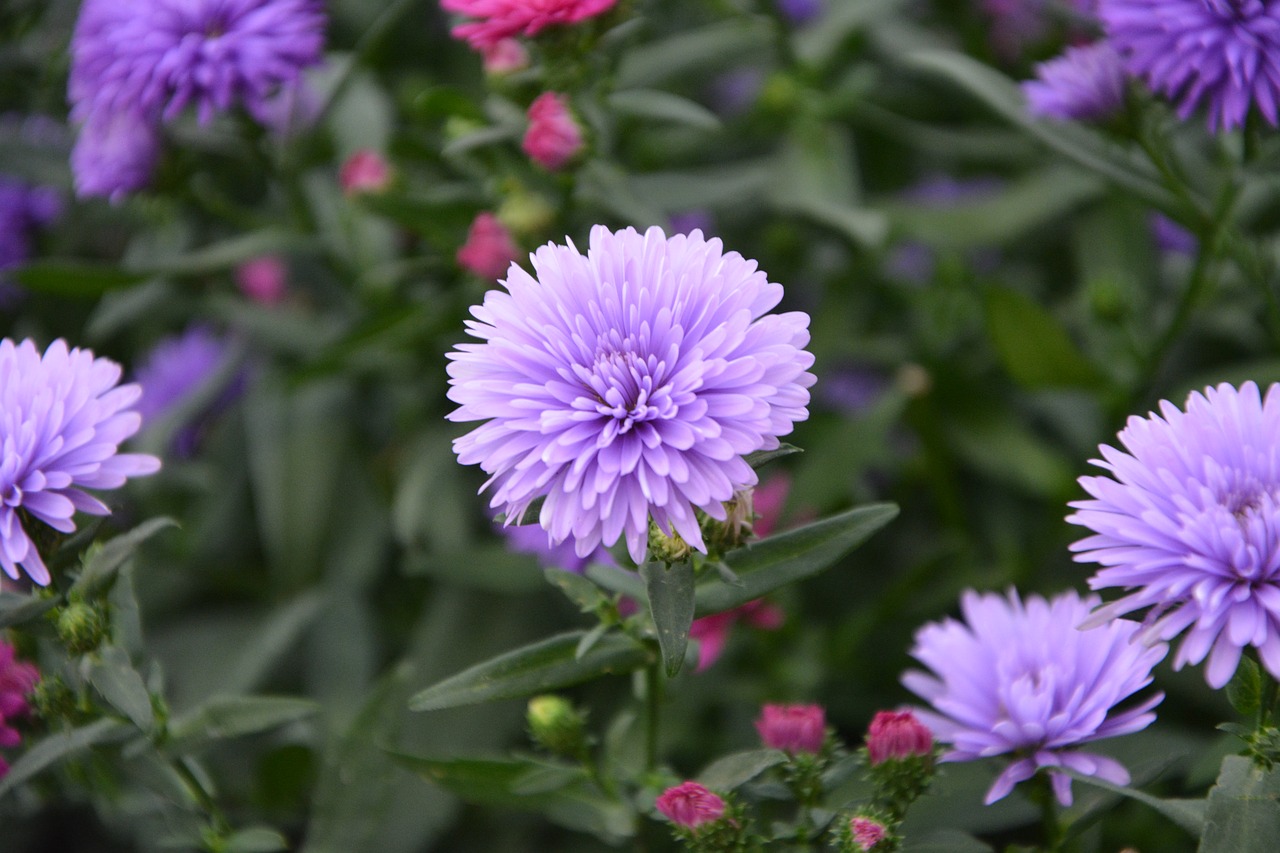 Gėlės, Violetinė, Violetinė, Pom-Poms, Gamta, Purpurinės Gėlės, Graži, Sodas, Nemokamos Nuotraukos,  Nemokama Licenzija