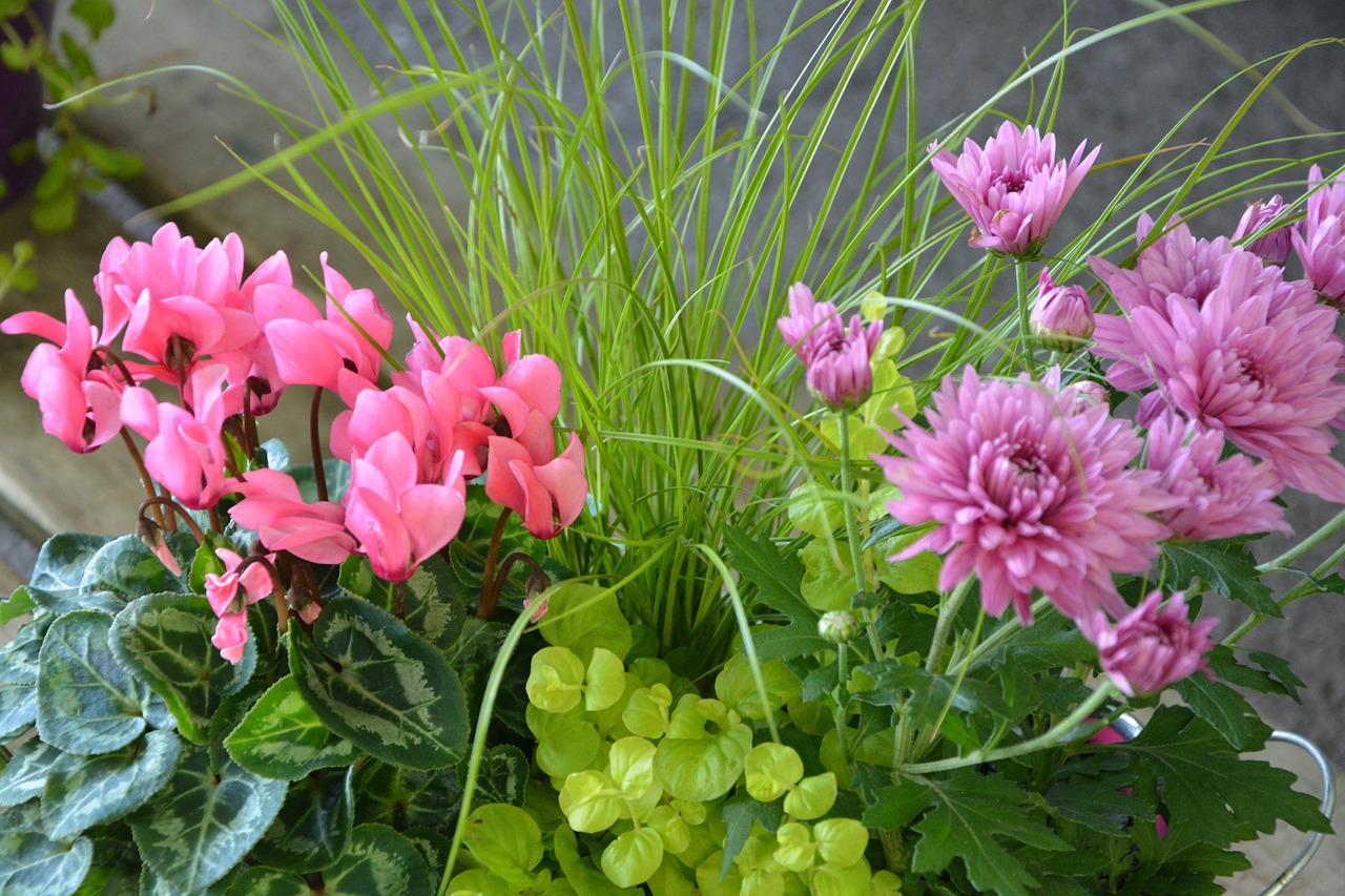 Предложить цветы. Flowered Plant.