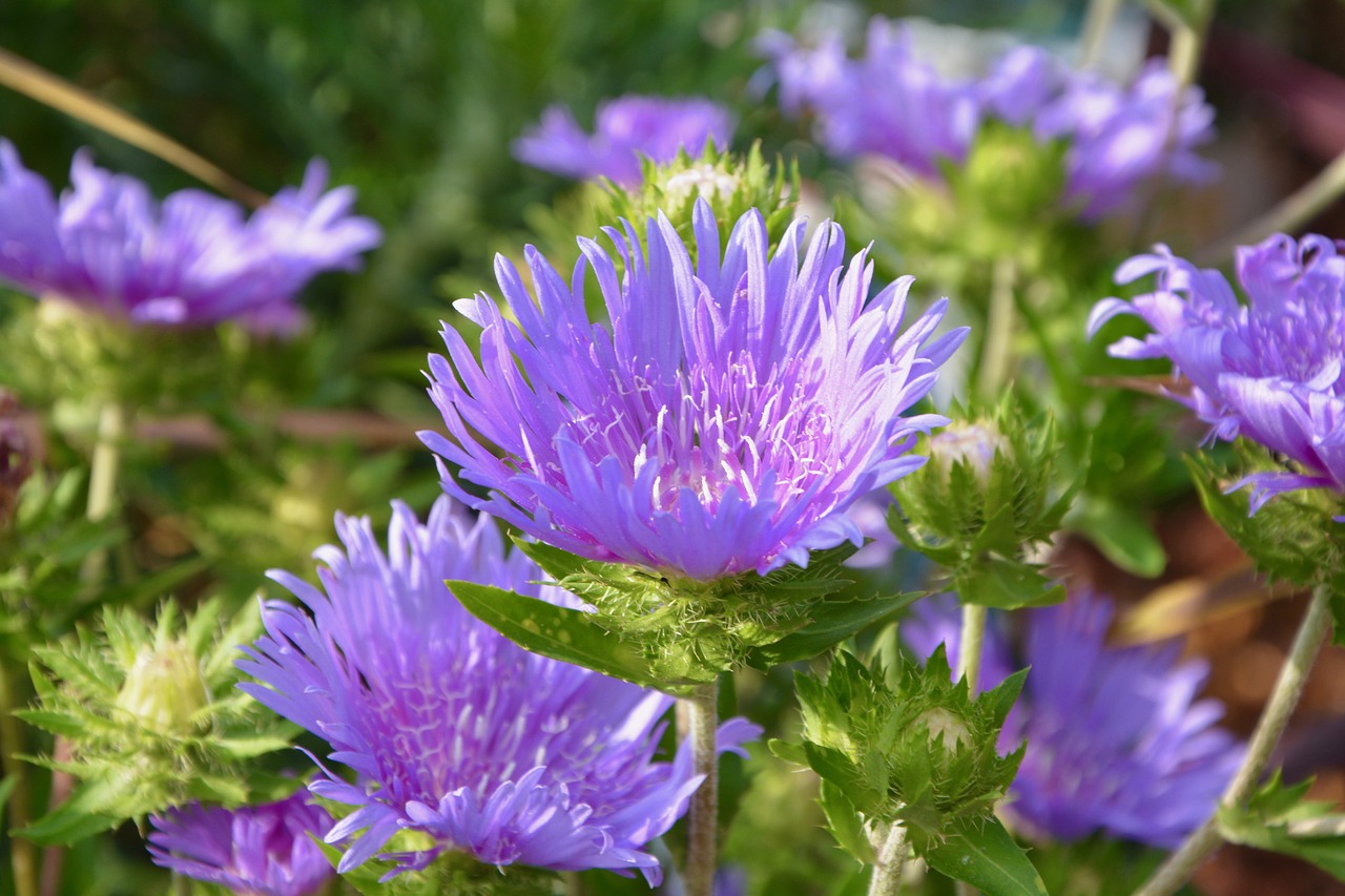 Gėlės, Mėlynos, Augalai, Jardiniere, Puodą, Gamta, Augalai Žydintys, Pasiūlymas, Žydėjimas, Botanika