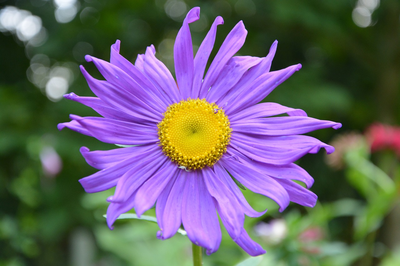 Gėlės, Marguerite Violetinė, Gamta, Žalia Lapija, Žydėjimas, Sodas, Nemokamos Nuotraukos,  Nemokama Licenzija