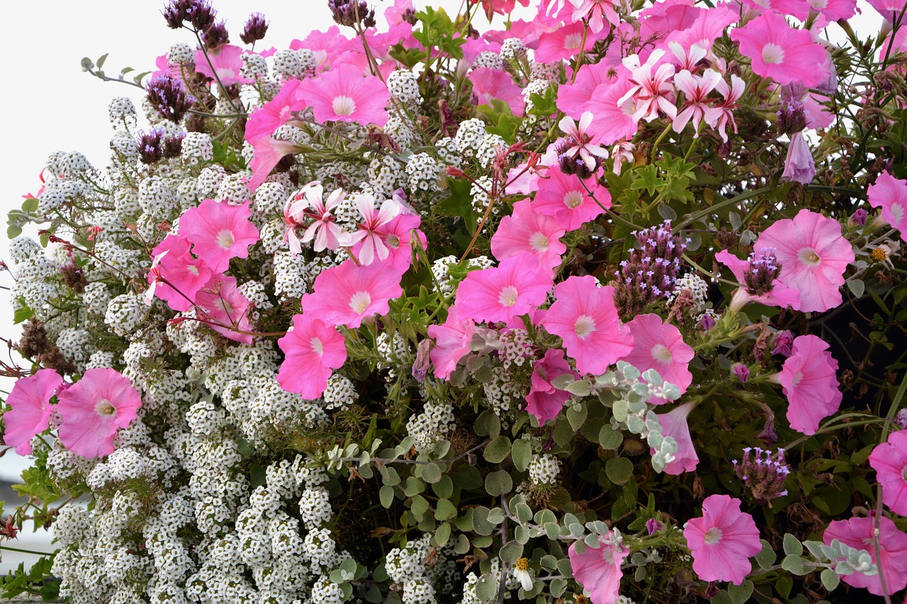 Gėlės, Puodą, Jardiniere, Rožinis, Balta, Apdaila, Gamta, Dekoruoti, Pasiūlymas, Gėlių Kompozicija