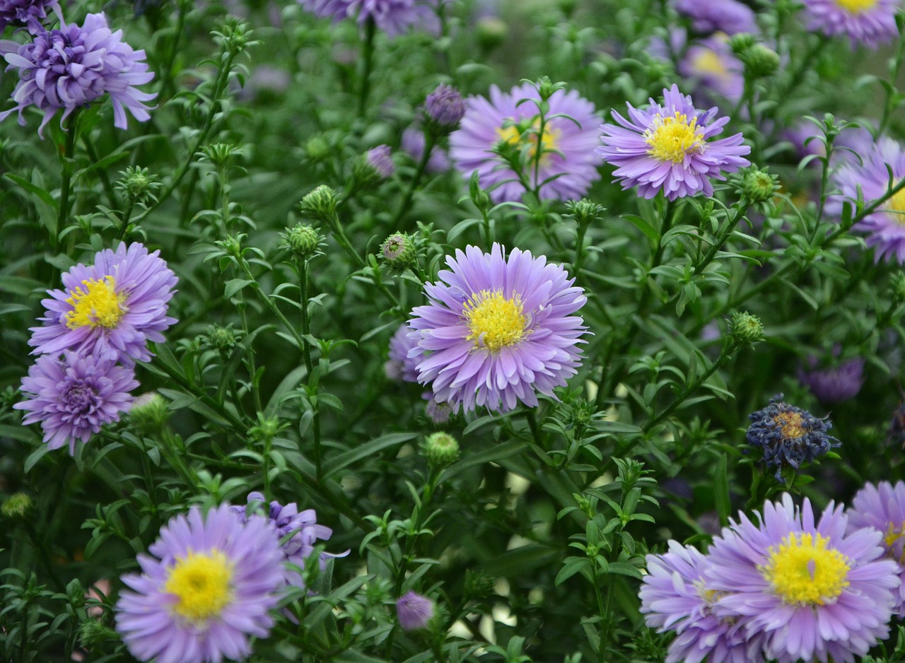 Gėlės, Violets, Žalia Lapija, Gamta, Augalas, Žiedlapiai, Violetinė, Masyvas, Parterre, Nemokamos Nuotraukos