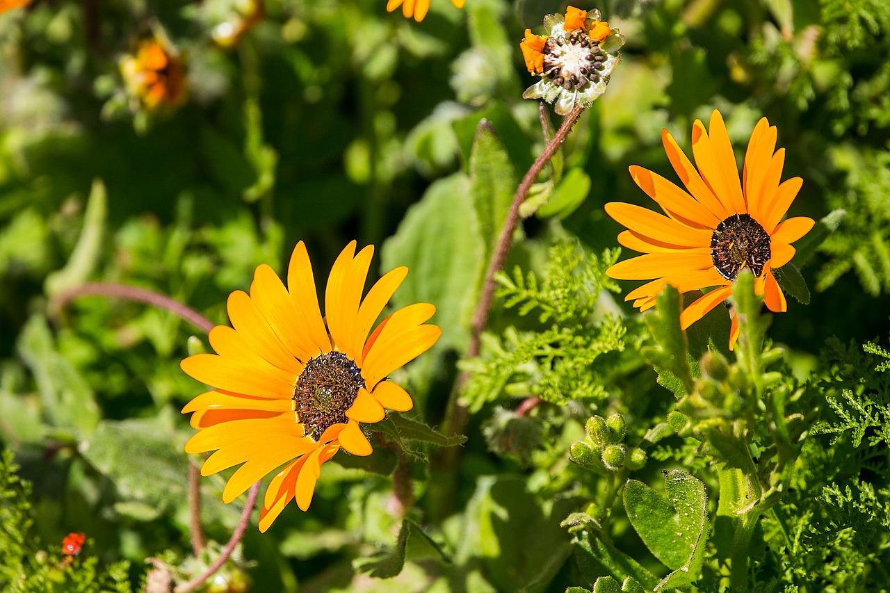 Gėlės, Flora, Rozės, Oranžinė, Pavasaris, Gamta, Nemokamos Nuotraukos,  Nemokama Licenzija