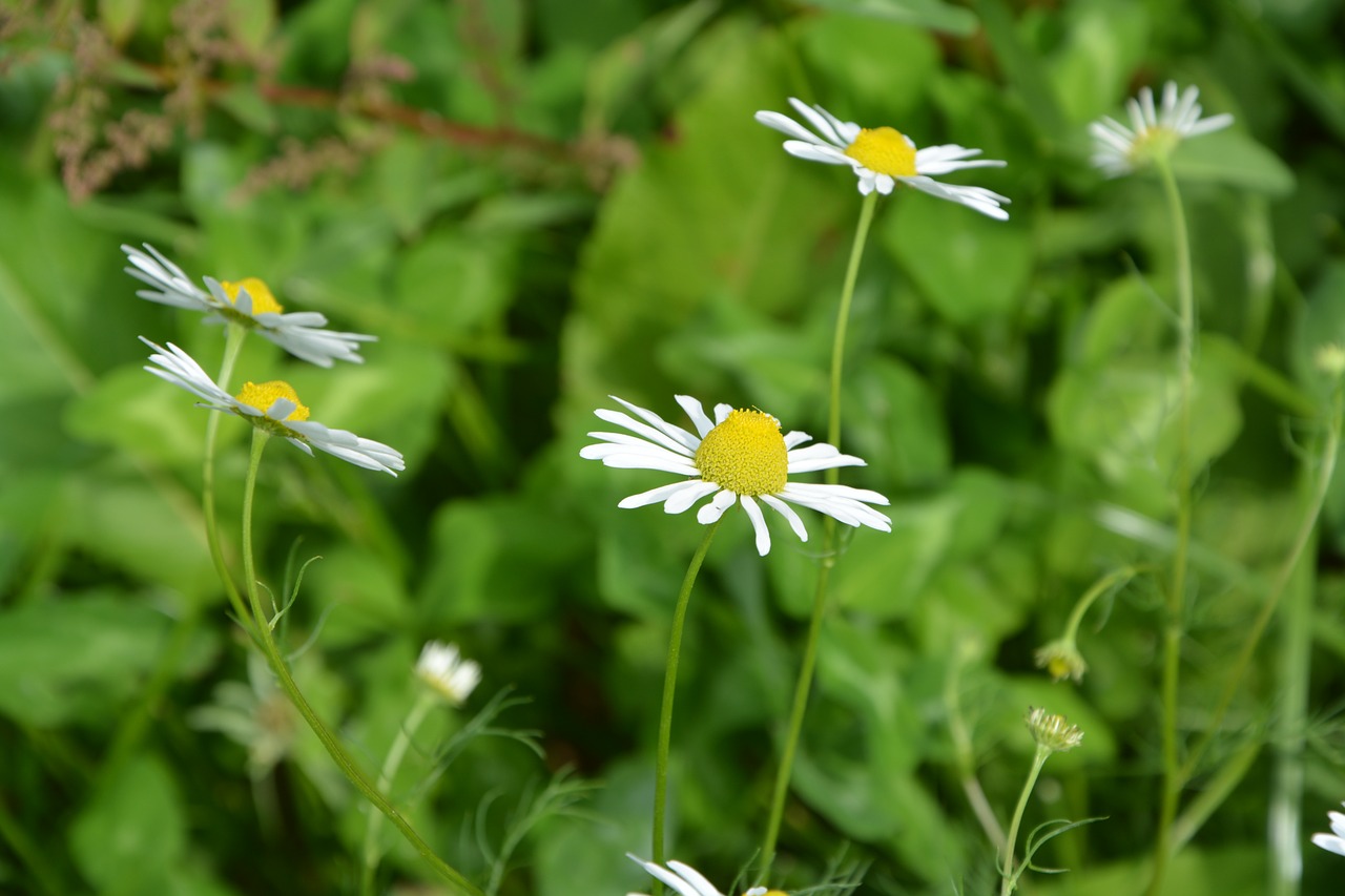 Gėlės, Rozės, Žiedlapiai, Gamta, Sodas, Žydėjimas, Flora, Balta Gėlė, Nemokamos Nuotraukos,  Nemokama Licenzija