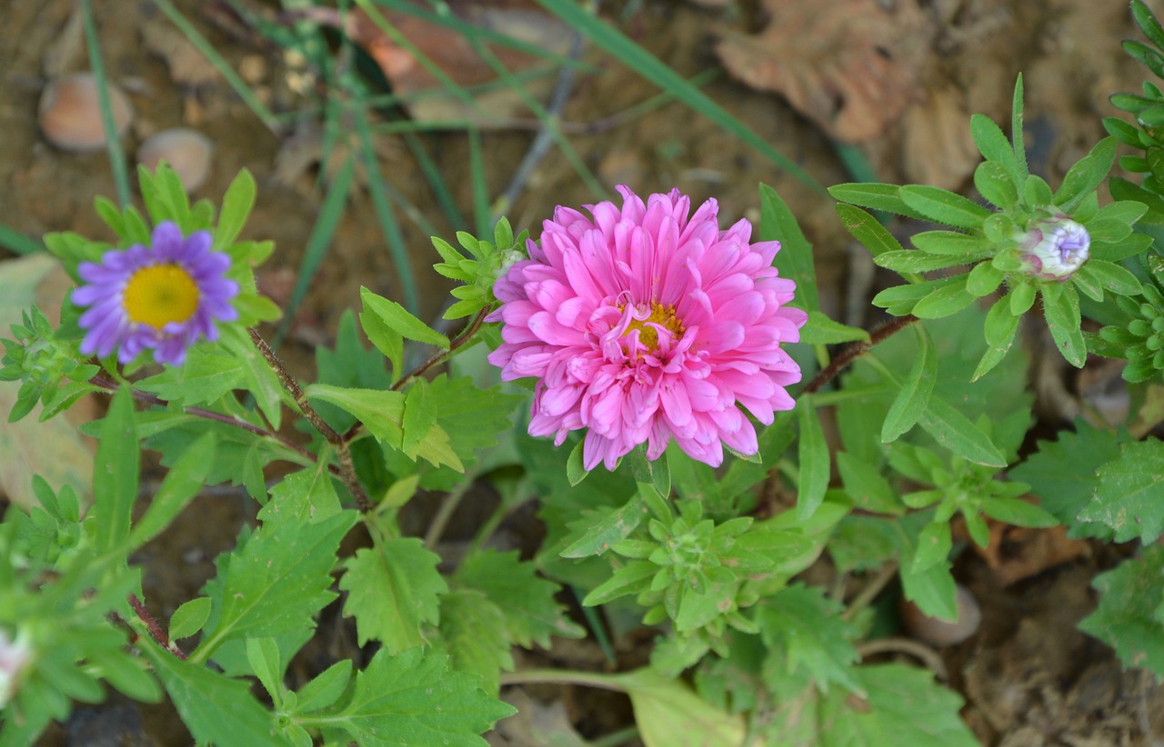 Gėlės, Aster, Spalva Rožinė, Žali Lapai, Laukas, Botanika, Augalai Žydintys, Žydėjimas, Gėlės Vasaros, Nemokamos Nuotraukos