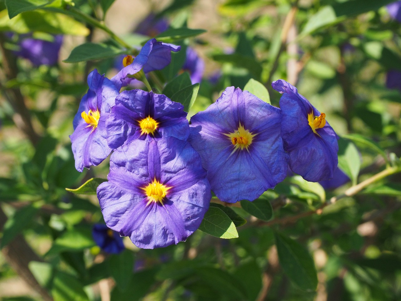 Gėlės, Violetinė, Krūmas, Violetinė, Mėlyna Violetinė, Lycianthes Rantonnetii, Solanum Rantonnetii, Lycianthes, Nachtschattengewächs, Solanaceae