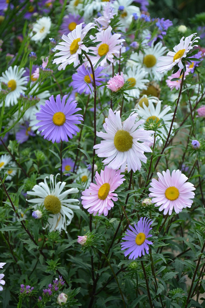 Gėlės, Masyvas, Parterre, Rozės, Spalvos, Rožinis, Violetinė, Balta, Didžiulės Gėlės, Botanikos Sodas