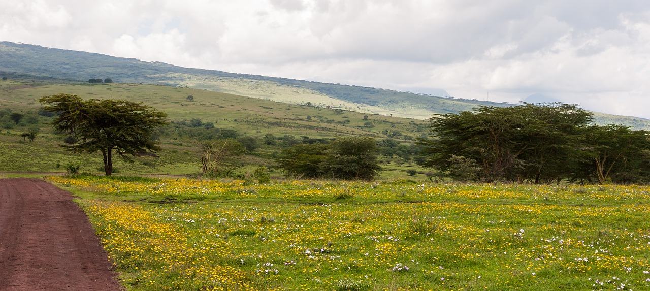 Gėlės, Žolė, Ngorongoro Išsaugojimo Zona, Tanzanija, Gamta, Žalias, Natūralus, Kraštovaizdis, Dangus, Lauke