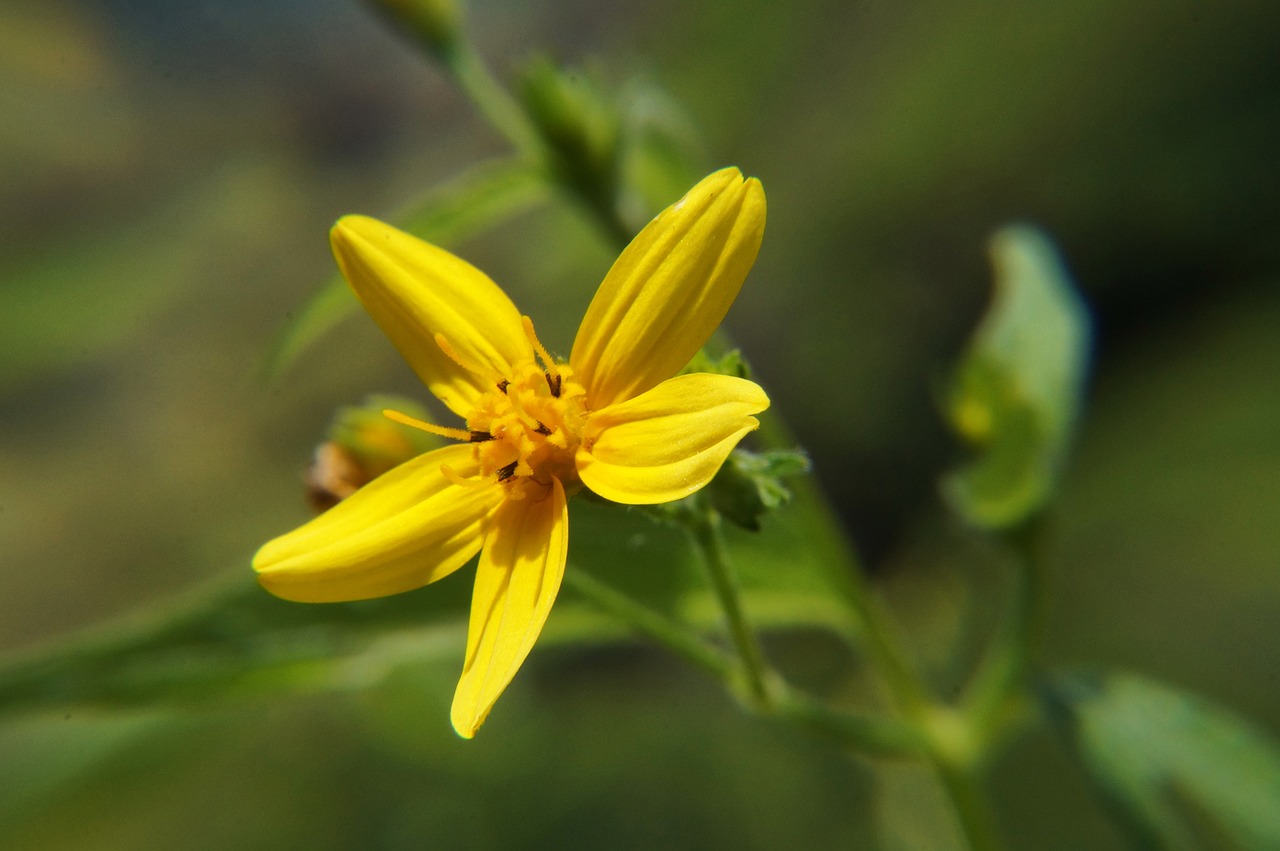 Gėlės, Sodas, Makro, Gamta, Pavasaris, Laukinės Gėlės, Flora, Salvadoras, Nemokamos Nuotraukos,  Nemokama Licenzija