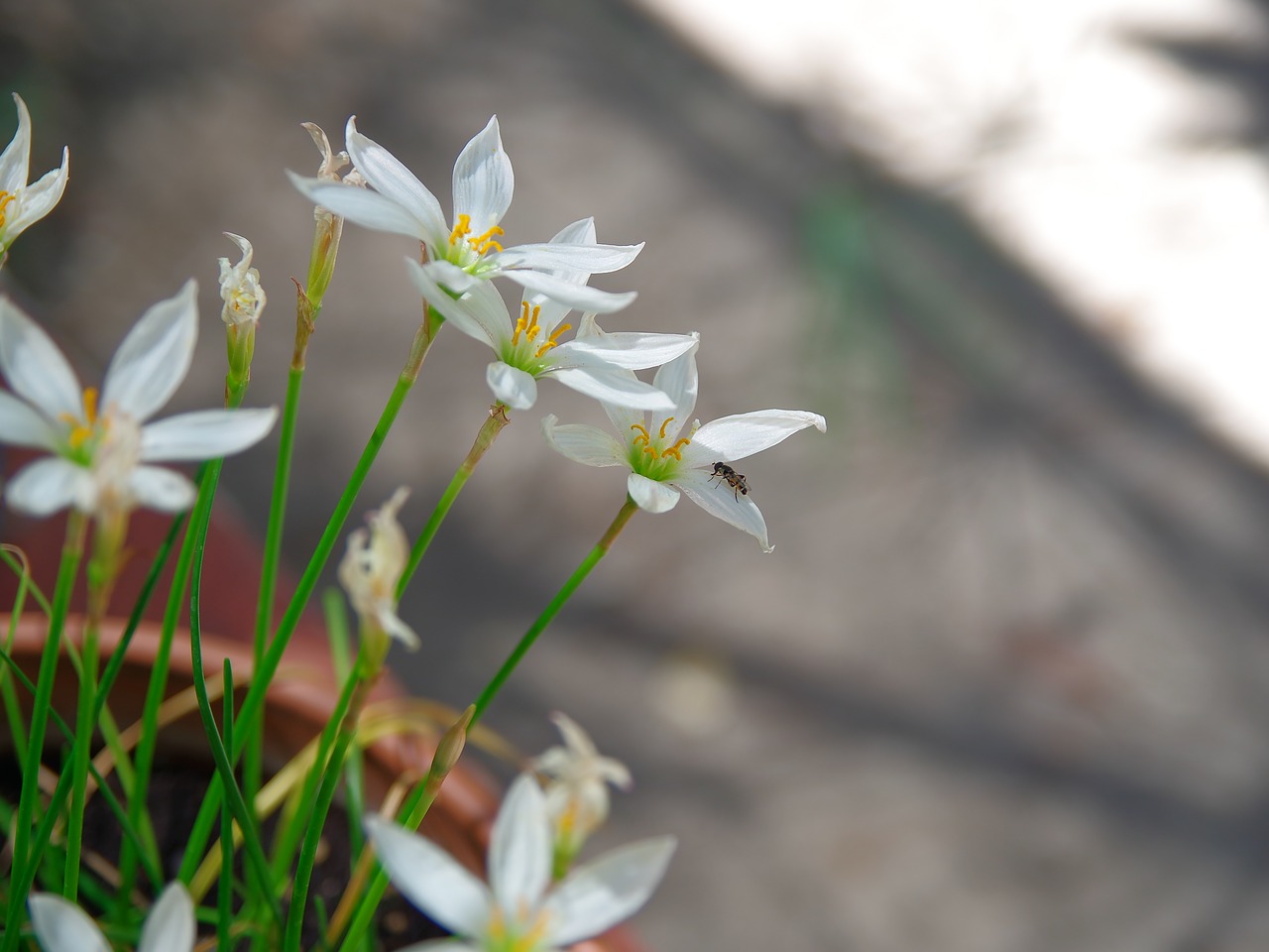 Gėlės, Vabzdys, Gėlė, Daisy, Nemokamos Nuotraukos,  Nemokama Licenzija