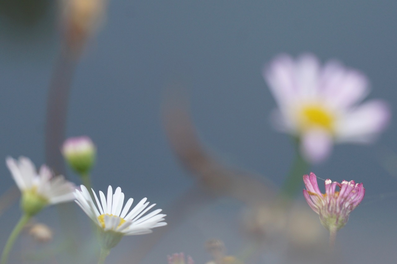 Gėlės, Atmosfera, Bokeh, Nemokamos Nuotraukos,  Nemokama Licenzija