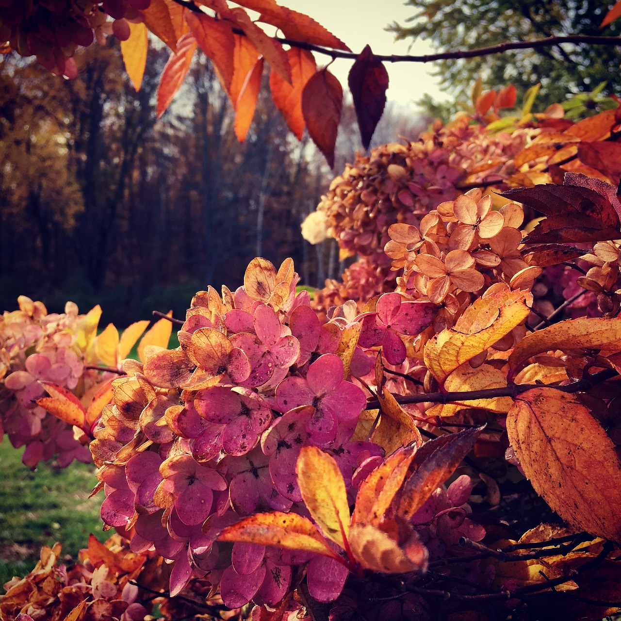 Gėlės, Hydrangeas, Vasara, Nemokamos Nuotraukos,  Nemokama Licenzija