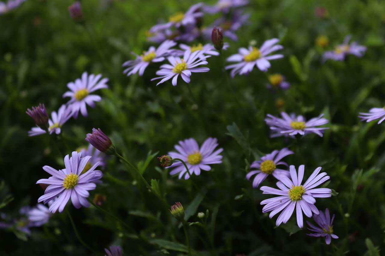 Gėlės, Violetinė, Švelnus, Purpurinė Gėlė, Žiedas, Žydėti, Gamta, Augalas, Filigranas, Žalias