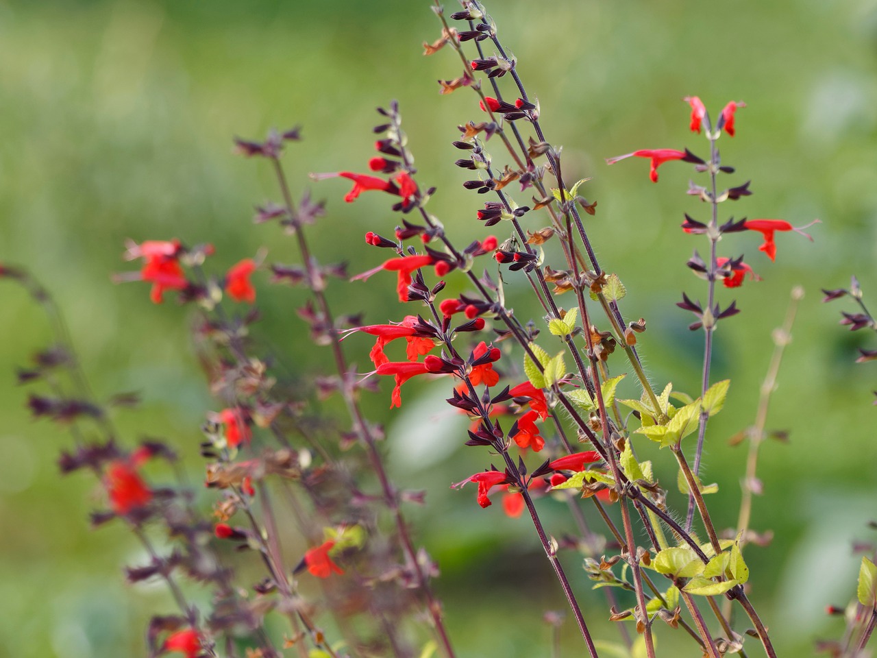 Gėlės, Šalavijas, Žalias Šalavijas, Augalas, Gamta, Salvia Greggii, Raudonos Gėlės, Sodas, Nemokamos Nuotraukos,  Nemokama Licenzija