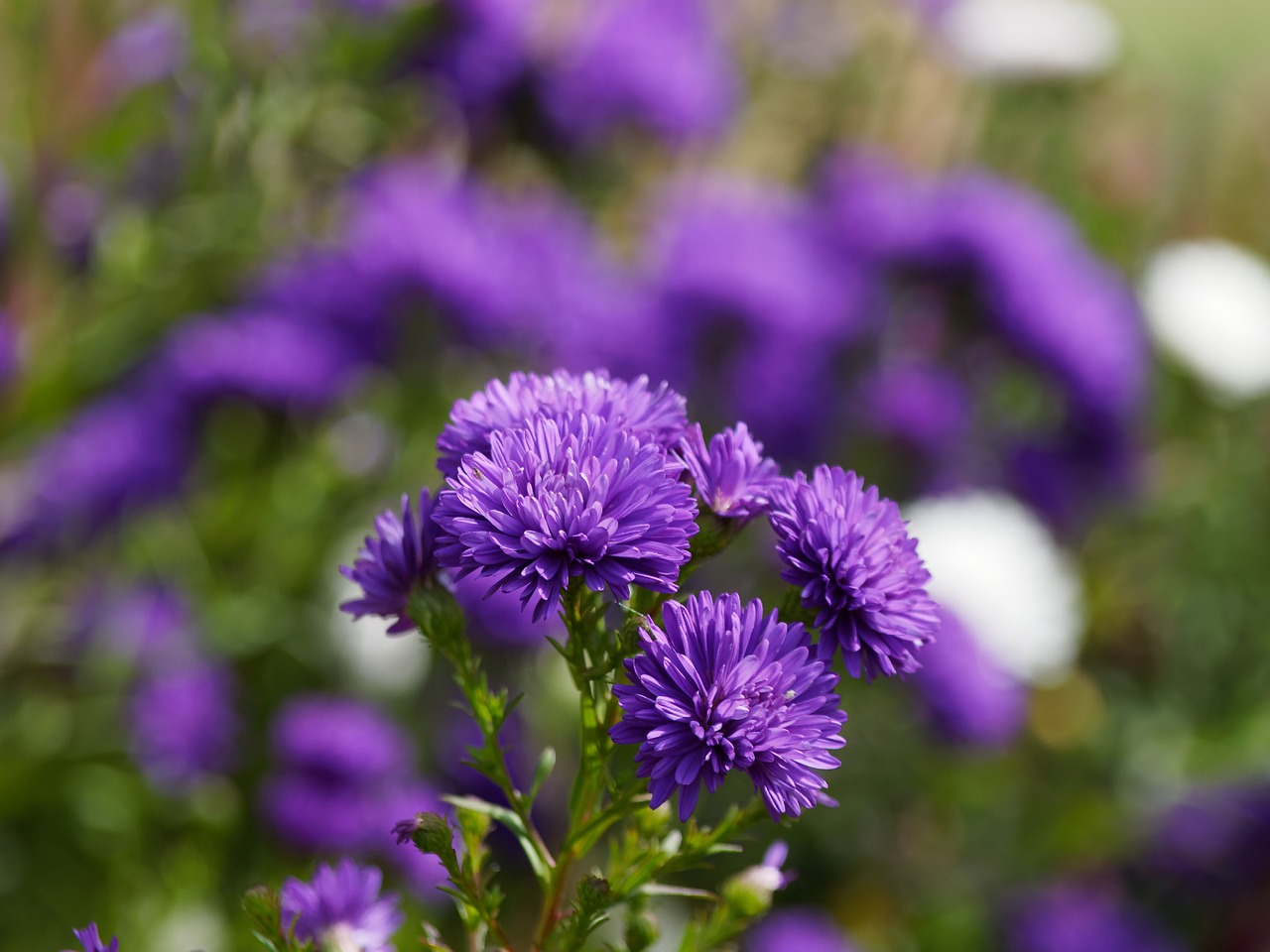 Gėlės, Aster, Žydėjimas, Augalai Žydintys, Purpurinės Gėlės, Flora, Augalas, Gamta, Gėlė, Asterinis Mėlynas