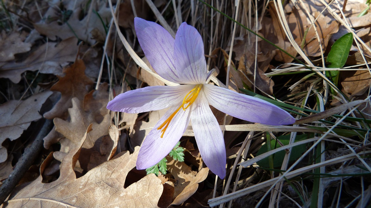 Gėlės, Gamta, Makro, Pavasaris, Crocus, Lapai, Miškas, Nemokamos Nuotraukos,  Nemokama Licenzija