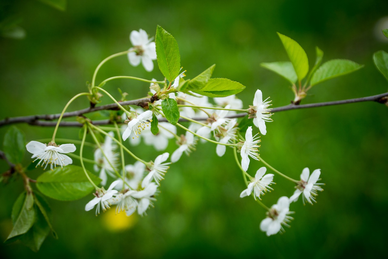 Gėlės, Žalias, Gamta, Makro, Flora, Gėlė, Augalas, Pavasaris, Nemokamos Nuotraukos,  Nemokama Licenzija