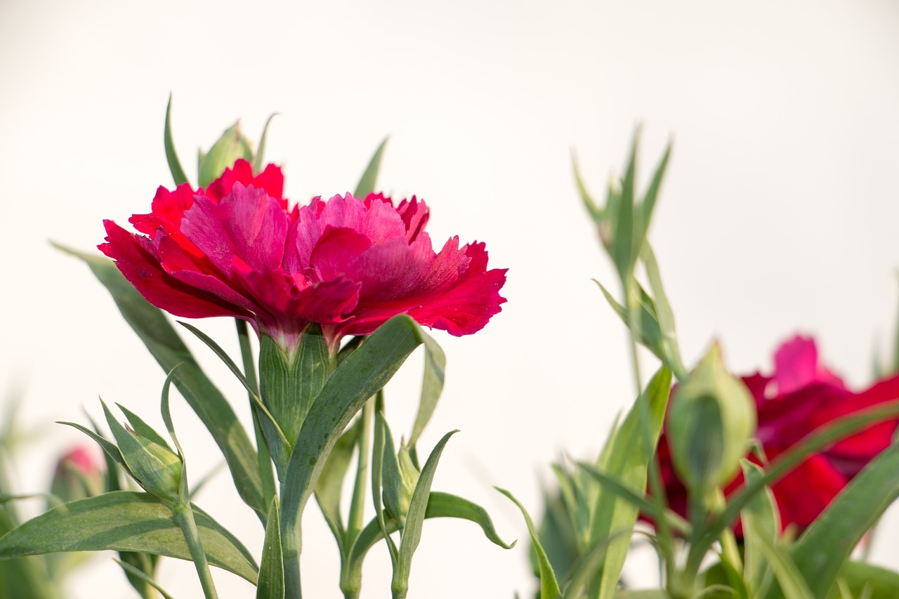 Gėlės, Žiemos Gėlės, Dianthus, Rožinis, Nemokamos Nuotraukos,  Nemokama Licenzija