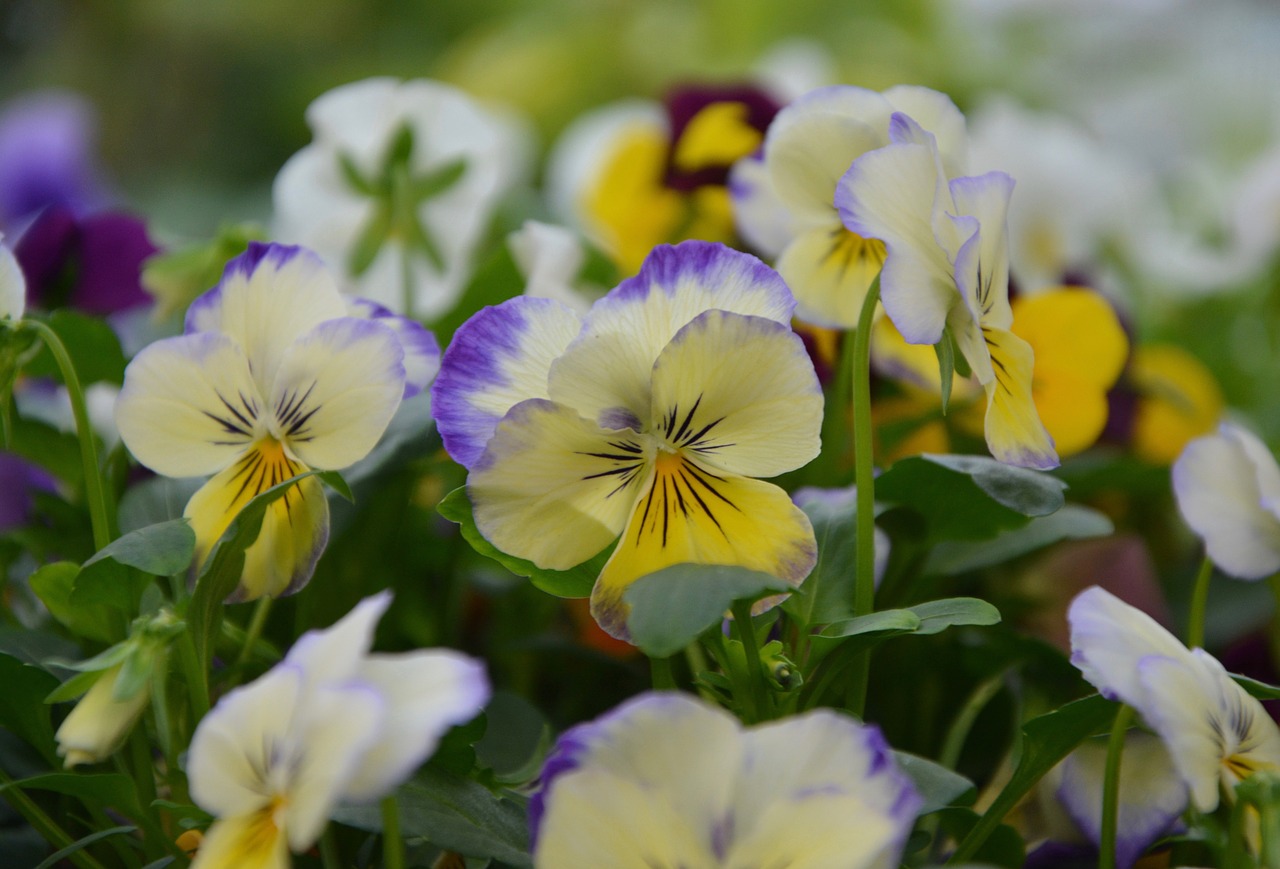 Gėlės, Mini Mintis, Geltona Violetinė, Augalai, Gamta, Flora, Gėlių Sodas, Žydėjimas, Nemokamos Nuotraukos,  Nemokama Licenzija