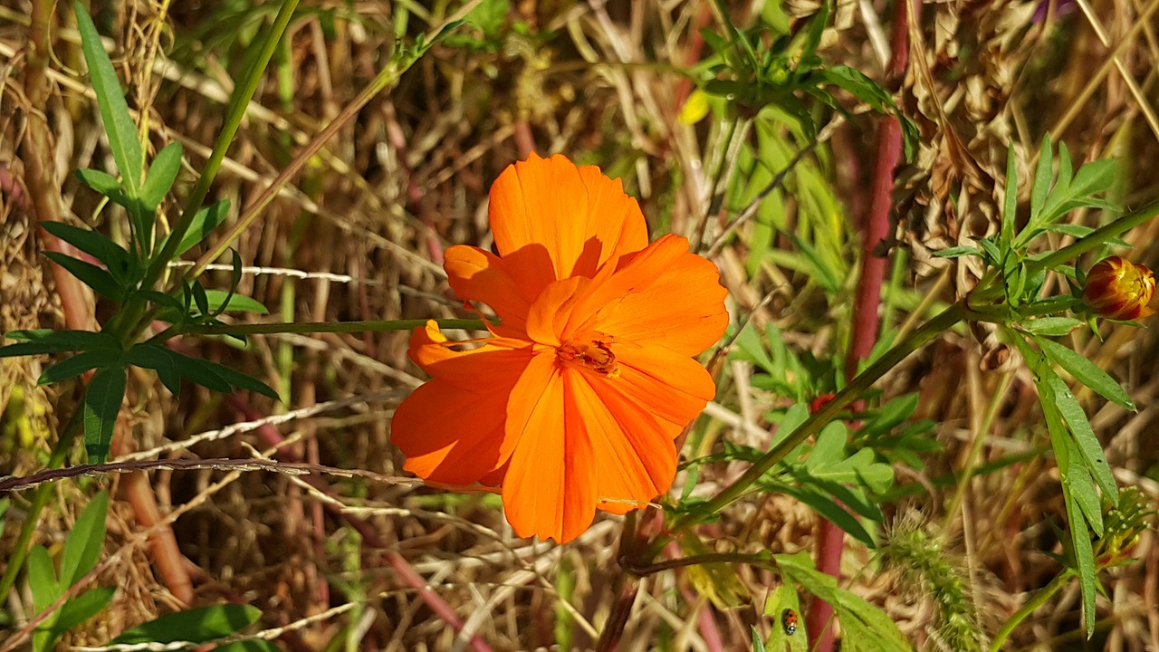 Gėlės, Wildflower, Nemokamos Nuotraukos,  Nemokama Licenzija