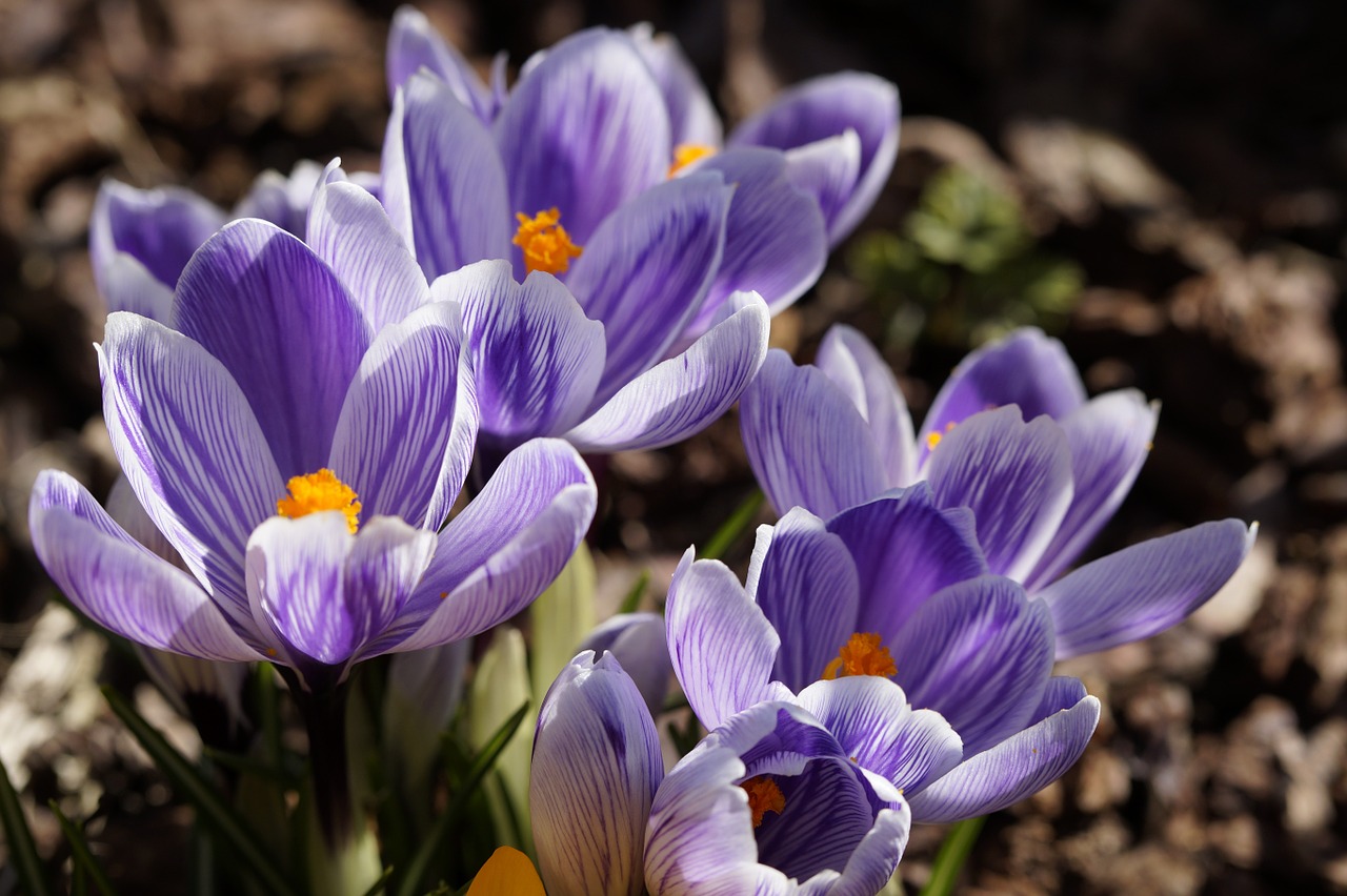 Gėlės, Crocus, Mėlynas, Šviesus, Žydėti, Pavasaris, Uždaryti, Žiedas, Žydėti, Mėlyna Violetinė