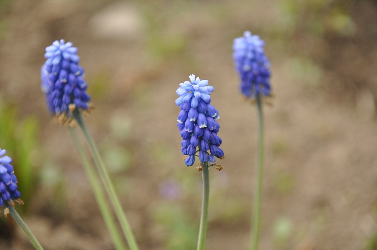 Цветок синие длинные соцветия