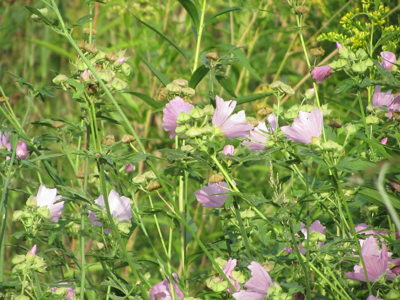 Gėlės, Paarsenbloemen, Rožinė Gėlė, Gamta, Gėlė, Rožinis, Violetinė, Nemokamos Nuotraukos,  Nemokama Licenzija