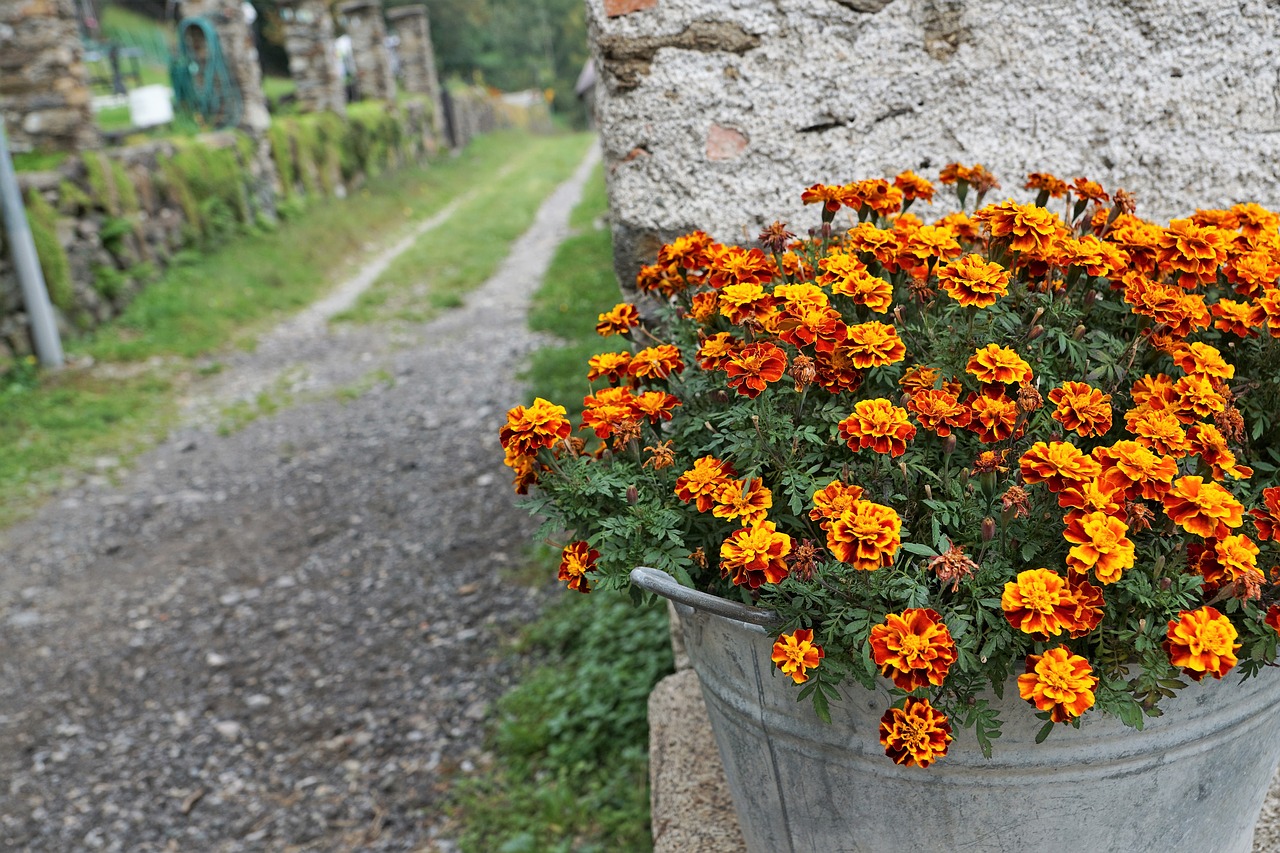 Gėlės, Kelias, Puodą, Marigoldas, Ruduo, Vasara, Augalas, Gamta, Flora, Žiedas