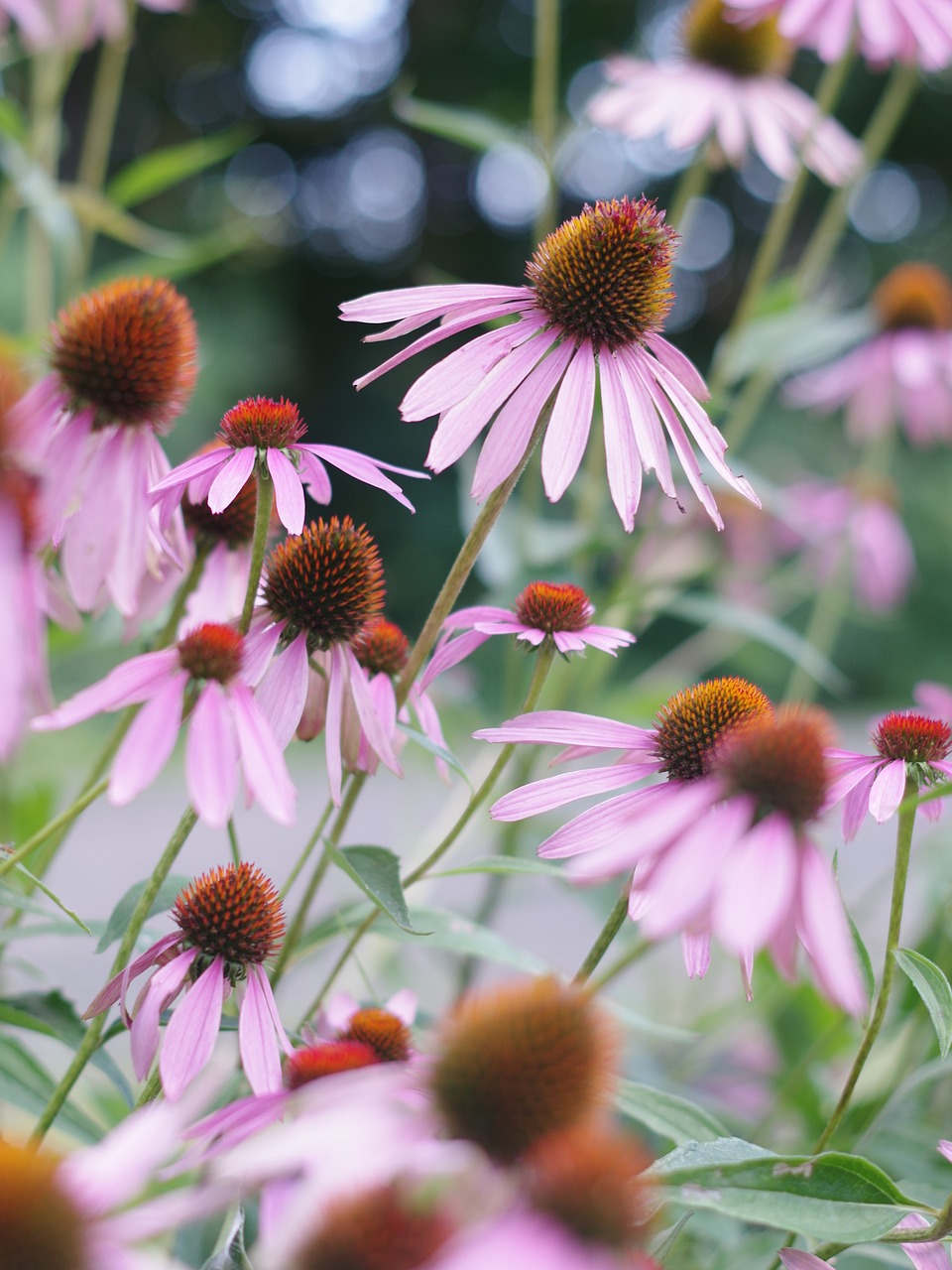 Gėlės, Gėlių Fonas, Echinacea, Violetinė Voveraitė, Vasara, Žydi, Sodas, Daugiametis, Nemokamos Nuotraukos,  Nemokama Licenzija