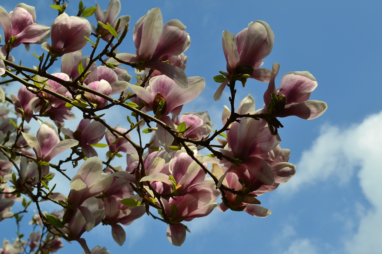 Gėlės, Dangus, Pavasaris, Gamta, Žydintis Medis, Nemokamos Nuotraukos,  Nemokama Licenzija