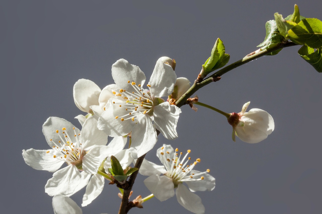 Gėlės, Balta, Mirabelle, Prunus Domestica Subsp Syria, Geltona Slyva, Porūšių Slyvų, Filialas, Pavasaris, Lenz, Budas