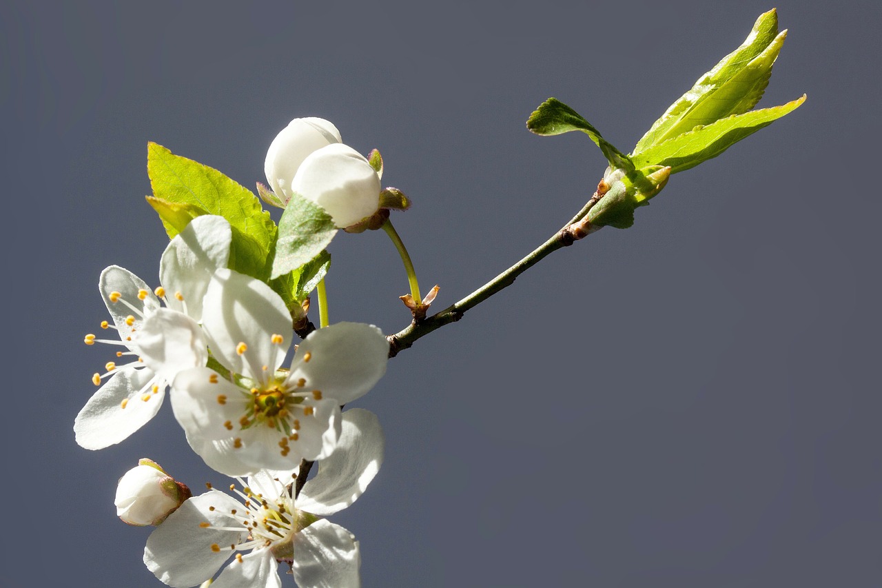 Gėlės, Balta, Mirabelle, Prunus Domestica Subsp Syria, Geltona Slyva, Porūšių Slyvų, Filialas, Pavasaris, Lenz, Budas