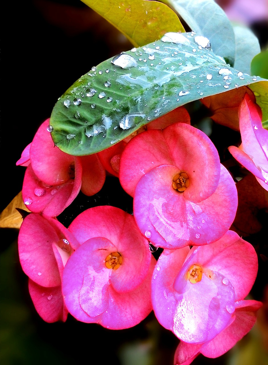 Gėlės, Rausvos Gėlės, Gėlės Euphorbia Milii, Žydėti, Lašai Vandens, Rasa, Nemokamos Nuotraukos,  Nemokama Licenzija