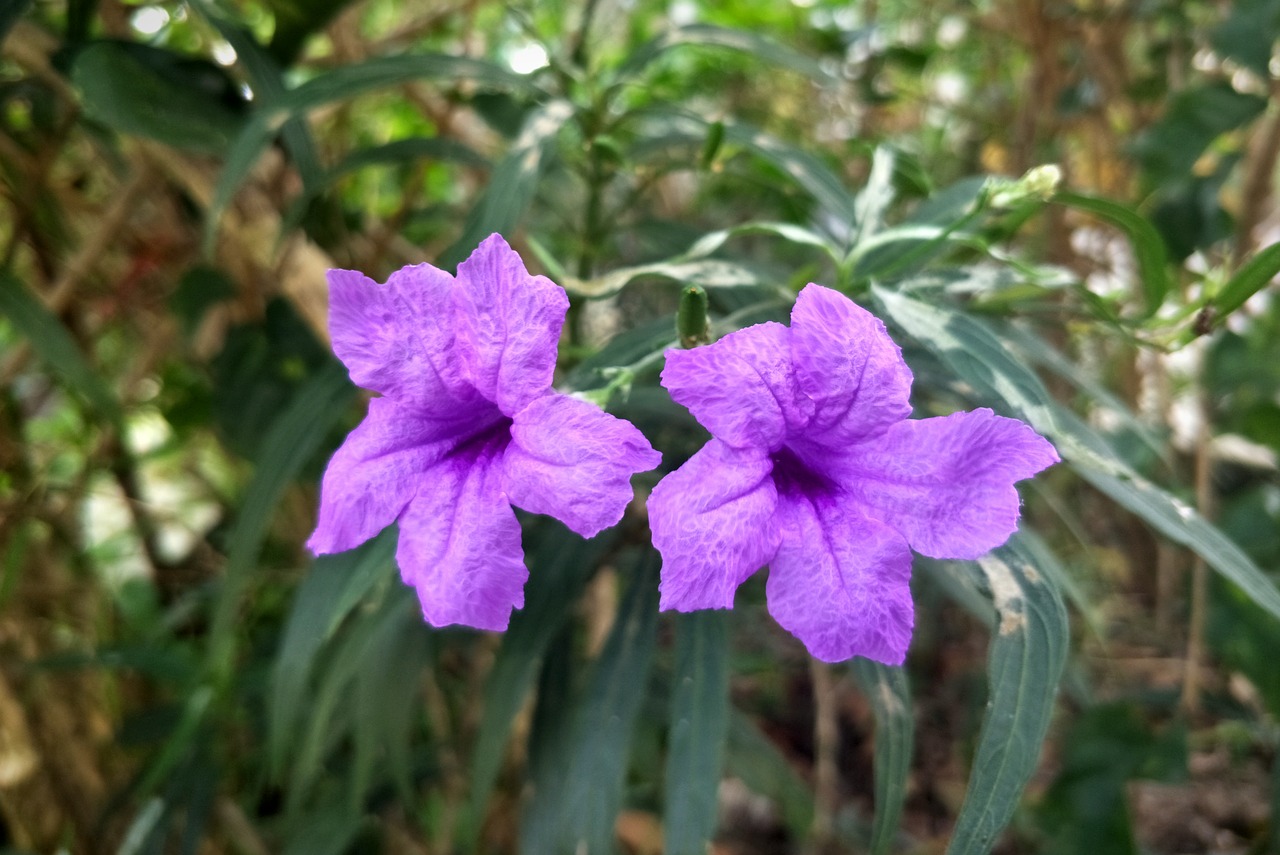 Gėlės, Violetinė, Gamta, Rudens Lapai, Nemokamos Nuotraukos,  Nemokama Licenzija