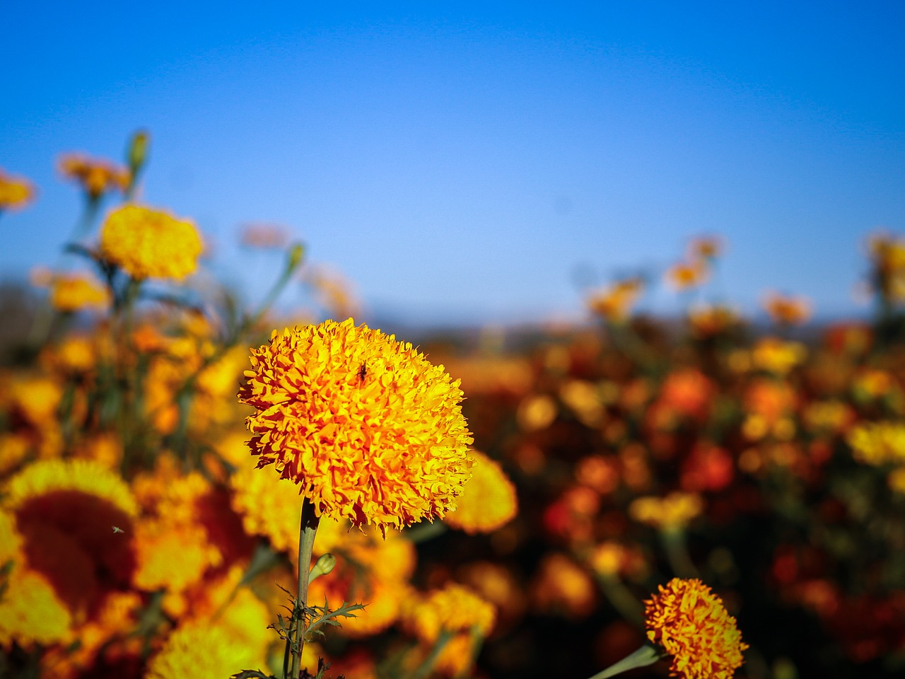 Gėlės, Gamta, Marigolds, Gėlė, Laukas, Laukinė Gamta, Kalnas, Nemokamos Nuotraukos,  Nemokama Licenzija