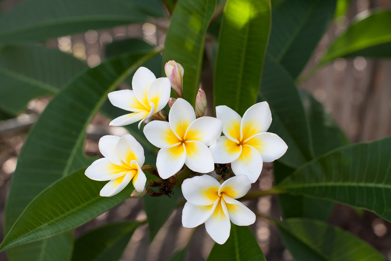 Gėlės, Frangipani, Plumeria Rubra, Kvapnios Baltos Ar Rausvos Gėlės, Nemokamos Nuotraukos,  Nemokama Licenzija