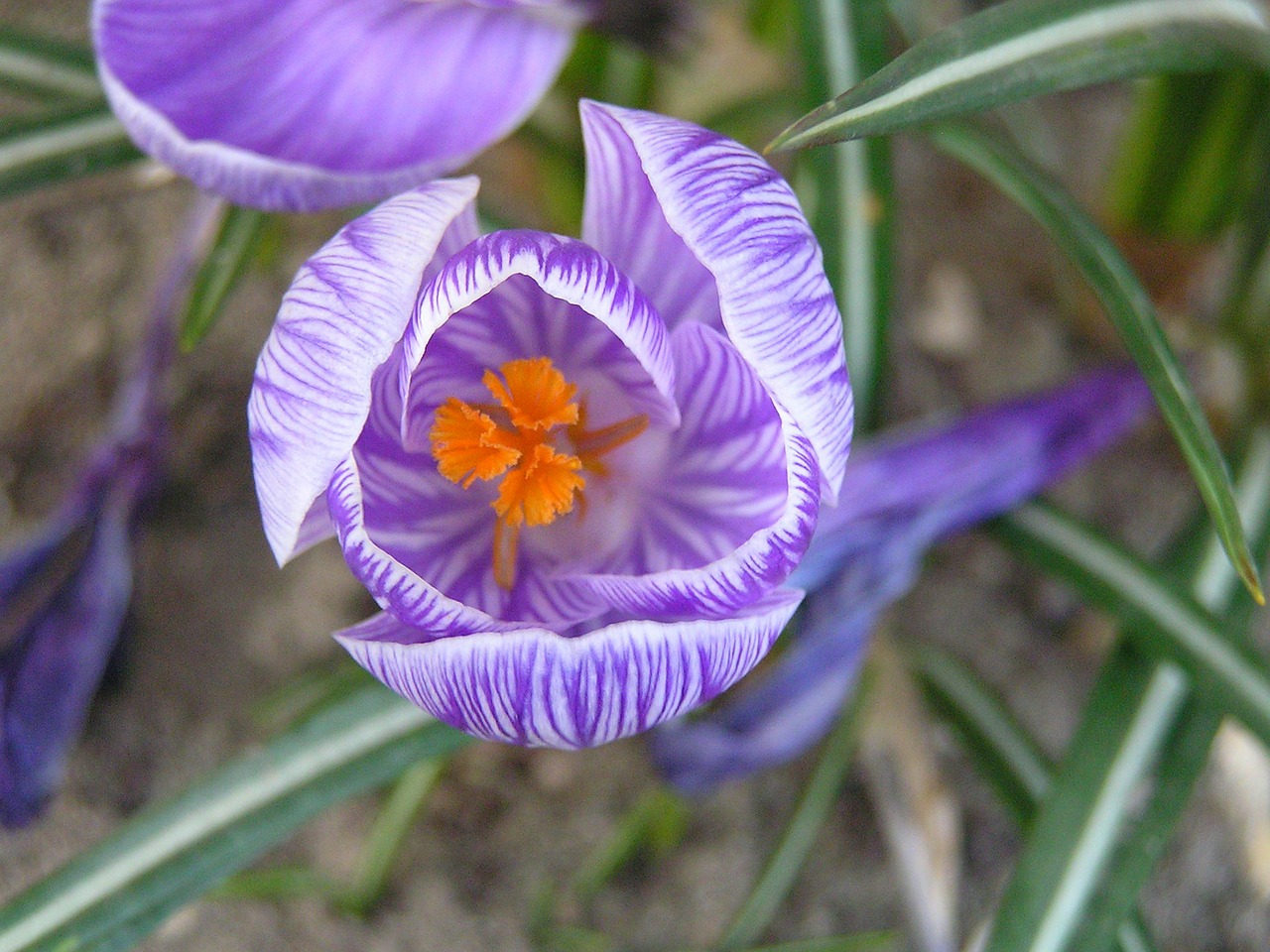 Gėlės, Gėlė, Mažos Gėlės, Daisy, Sodas, Žydi, Žydėti, Gamta, Pavasaris, Augalas