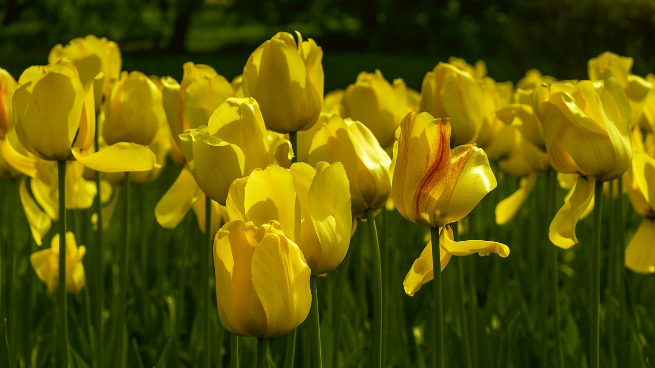 Gėlės, Tulpės, Geltona, Pavasaris, Gražiai, Pavasario Gėlės, Geltona Tulpė, Gėlė, Ne Taip, Skirtingos