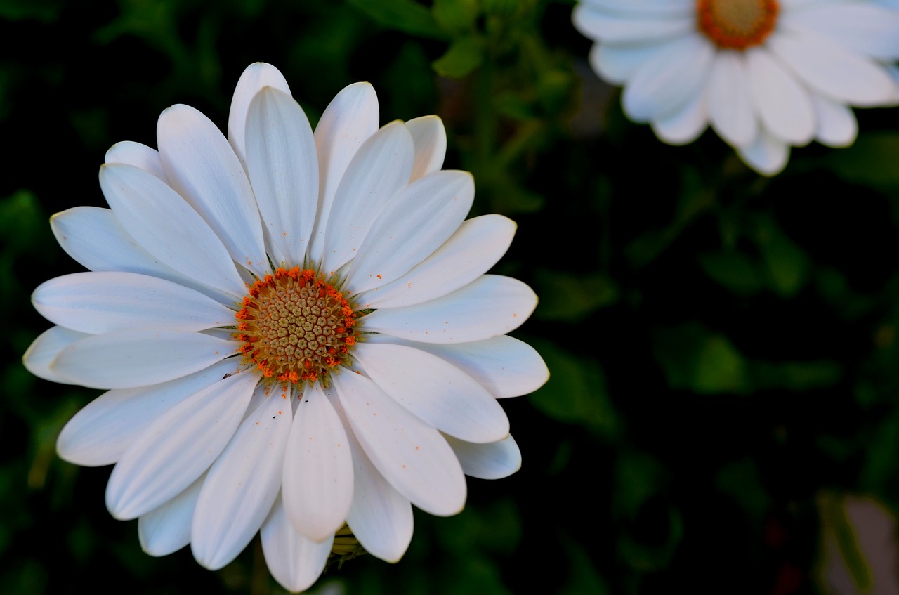 Gėlės, Margaret, Makro, Žiedlapiai, Balta Daisy, Nemokamos Nuotraukos,  Nemokama Licenzija