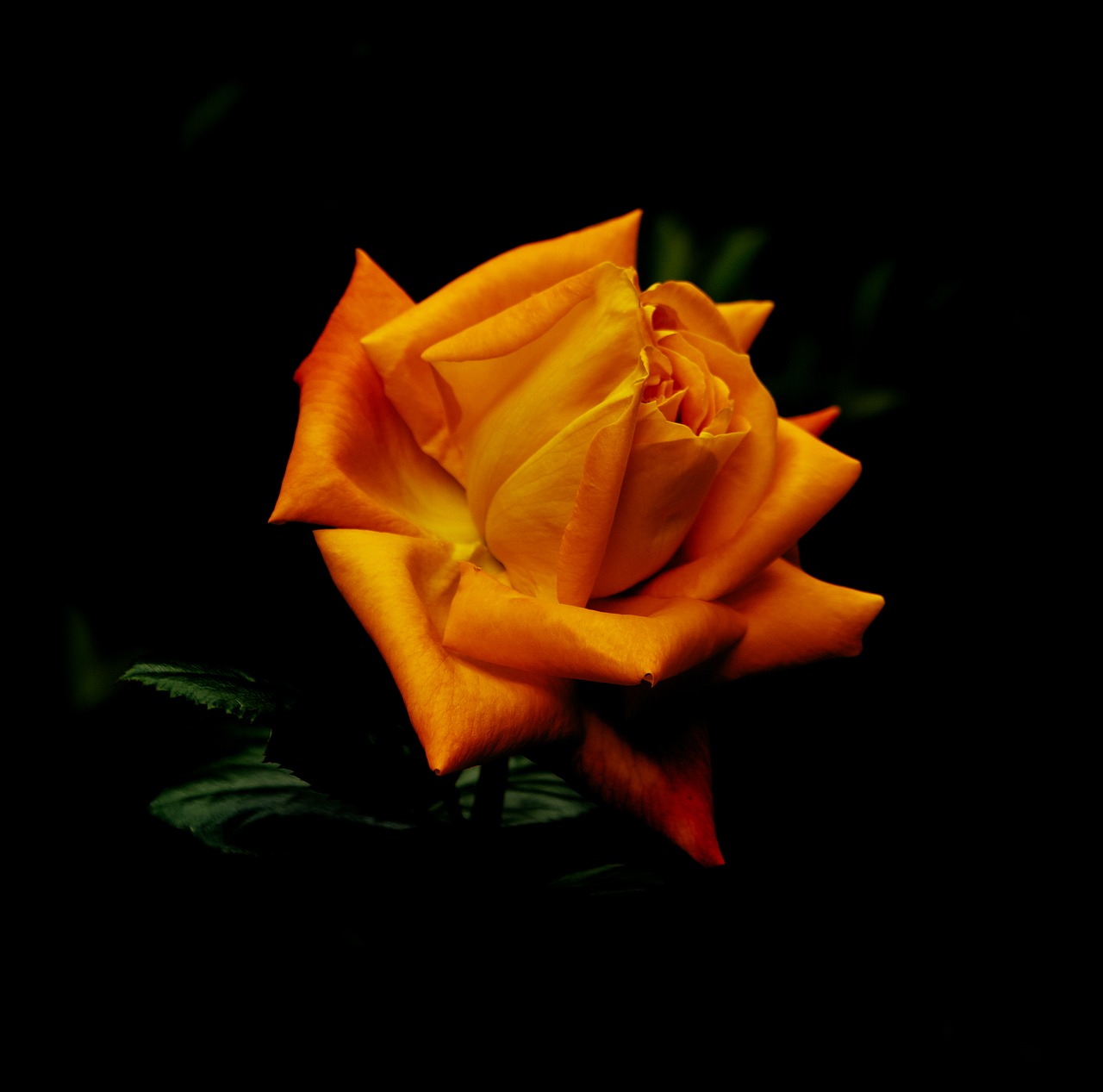 Gėlės, Rosa, Oranžinė, Nemokamos Nuotraukos,  Nemokama Licenzija