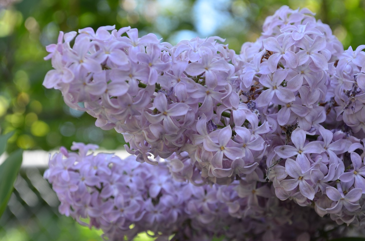 Gėlės, Avižos, Pavasaris, Violetinė, Žiedas, Žydėti, Gėlių, Violetinė, Spalva, Žalias