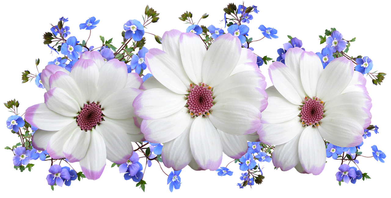 Gėlės, Balta, Ir Mėlyna, Gėlių, Išdėstymas, Nemokamos Nuotraukos,  Nemokama Licenzija