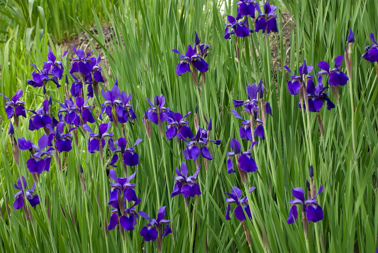 Gėlės, Laukinės Vasaros Spalvos, Iris, Gėlių, Augalai, Natūralus, Žiedas, Žydėti, Žiedlapiai, Botanikos