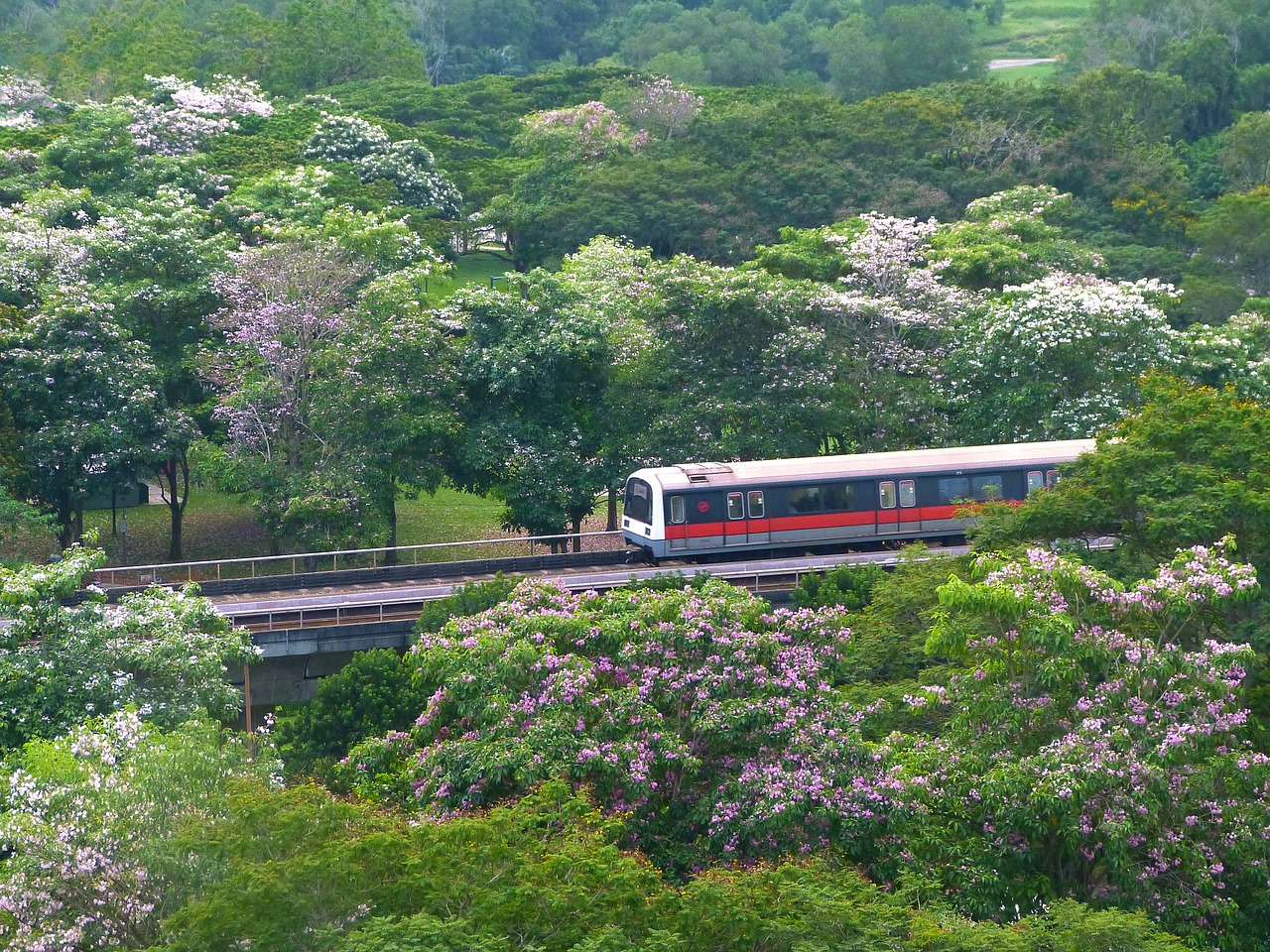 Gėlės, Medžiai, Tabebuia Rosea, Žiedai, Žydi, Gamta, Parkas, Kraštovaizdis, Trasa, Traukinys